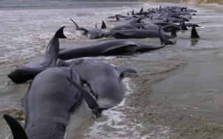 新西兰107只领航鲸搁浅海岸死亡