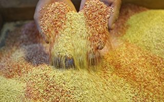 宇航员未来食品 “谷物之母”藜麦