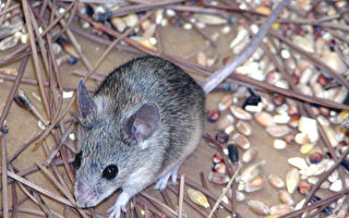 研究发现老鼠爱唱歌 利用超声波引异性