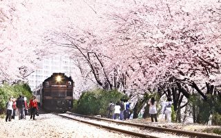 韩国4月花卉节 美食美景迎游客