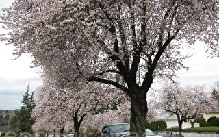 圖片新聞   溫市鼓勵居民栽種櫻花樹