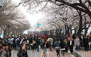 组图：韩国首尔樱花盛开