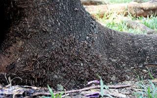印尼“毛毛虫”蔓延 虫患威胁全国