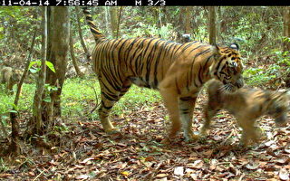 吁印尼停砍伐 救救苏门答腊虎
