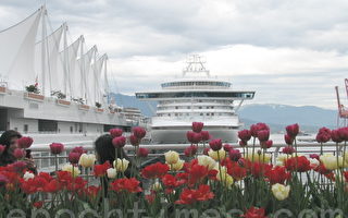 四艘邮轮抵达温哥华 带来二万多游客