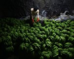 近期，大陸媒體關於乙烯利催熟香蕉有毒的報導引發海南香蕉價格跳水，令海南蕉農叫苦不迭。（圖片來源：China Photos／Getty Images）