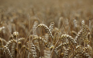 澳洲宣布向世贸组织申诉 挑战中共大麦关税