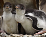 組圖：可愛巴布亞企鵝 小紳士氣宇不凡