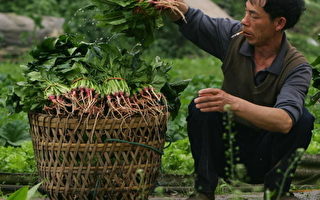北京菠菜价格比上月上涨5倍 创11年新高