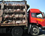 中國大陸豬價上漲，引發了南北的搶豬大戰。圖為一輛從黑龍江省將豬隻運送到北京的大貨車。(AFP PHOTO/Frederic J. BROWN)