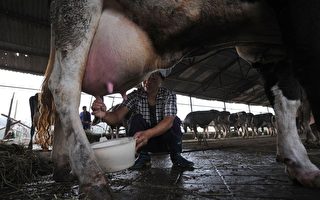 中國奶業細菌標準全球最差 專家揭秘