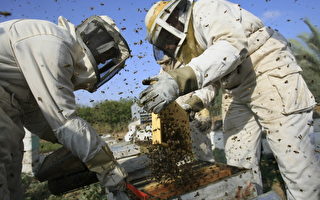 美养蜂业蓬勃发展 助农作物生长