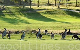中国游客追袋鼠 澳洲高尔夫球场出妙招