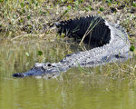 周五（7月8日）佛罗里达再传鳄鱼伤人案。（摄影：BRUCE WEAVER/AFP/Getty Images）