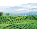 华夏茶文化根植台湾