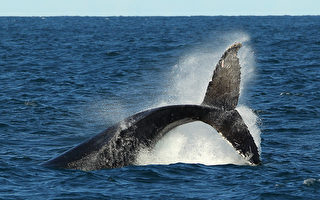 迁移令澳洲纽省鲸鱼数量大增