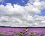 组图：薰衣草盛开 紫色花毯艳丽迷人