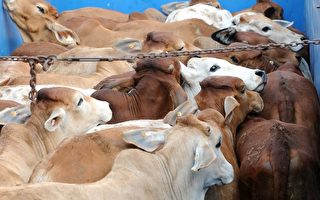 澳洲向印尼出口活牛禁令有所鬆動