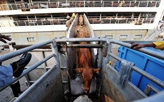澳洲政府取消活牛出口禁令