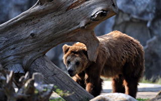 25年来首次  美黄石公园灰熊咬死游客