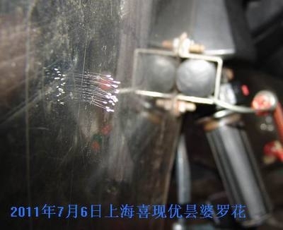 上海喜現優曇婆羅花在一電動車擋風板上