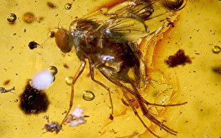組圖：罕見2300萬年前昆蟲 秘魯琥珀現蹤