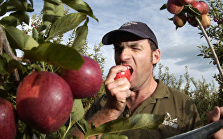 澳洲当局批准进口新西兰苹果