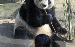 地震前后，国家动物园的管理员也从动物的身上看到了一系列不寻常的反应。但大熊猫对地震无动于衷。（图片来源：YOSHIKAZU TSUNO / AFP）