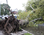 8月28日，纽约皇后区大树根连带着路面的大砖头一并拔起，灾情触目惊心（摄影：徐明 / 大纪元）