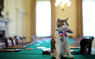 英国首相府将为第一猫举行筹款活动