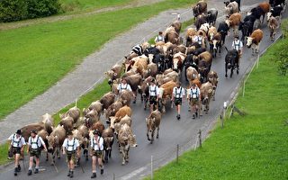 图片新闻：阿尔卑斯山乳牛回家啰！