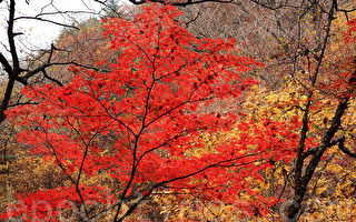 組圖：韓國芳台山楓葉美景