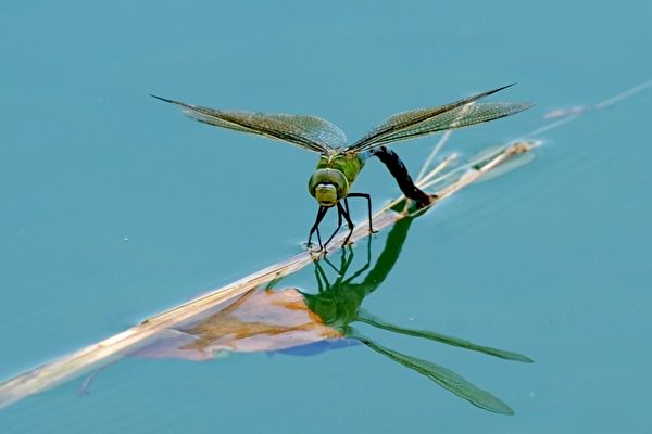 蜻蜓翅膀的特点是快速和机动性（AFP PHOTO/JEAN-PIERRE CLATOT）