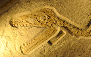 最完整恐龍化石 慕尼黑展出
