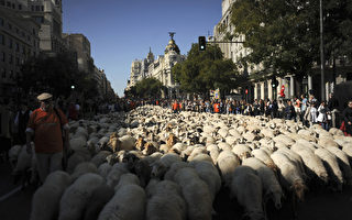 圖片新聞：西班牙遊牧節 牛羊逛大街