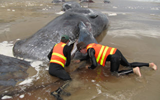 澳22鲸搁浅死  2只沙滩挣扎