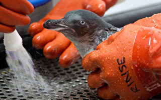 除油污获新生 新西兰送49只小企鹅回家