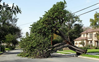 強風席捲洛杉磯 34萬居民斷電