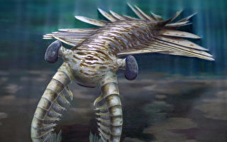 澳洲发现奇虾复眼化石