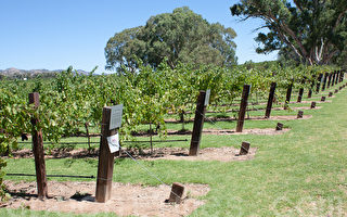 澳洲葡萄酒业均质化  危及地区特色