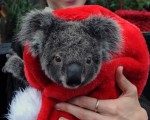 组图：澳动物园别具匠心 为动物备圣诞礼