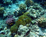 組圖：馬爾代夫海底世界 熱帶魚和珊瑚礁(四)