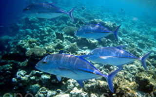 組圖：馬爾代夫海底世界 熱帶魚和珊瑚礁(一)