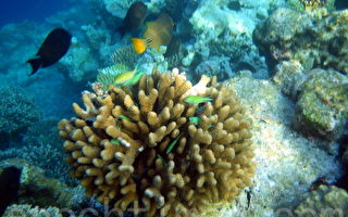 組圖：馬爾代夫海底世界 熱帶魚和珊瑚礁(二)