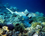 组图：马尔代夫海底世界 热带鱼和珊瑚礁(三)
