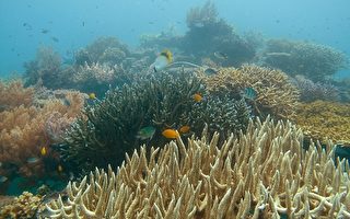 海底低壓電 印尼珊瑚重獲新生