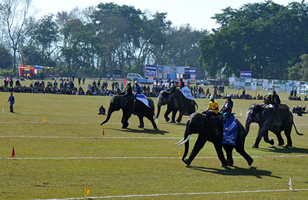 第八届“国际大象节”12月26日在尼泊尔举行，有足球比赛、马球赛、赛跑，以及大象选美赛等赛事。（STR: PRAKASH MATHEMA / AFP ImageForum）  