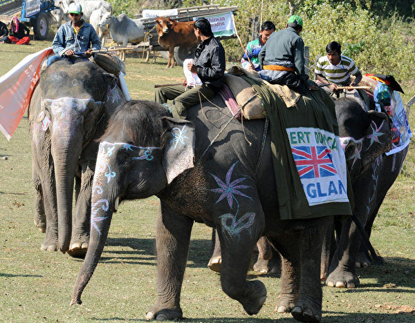 第八届“国际大象节”12月26日在尼泊尔举行，有足球比赛、马球赛、赛跑，以及大象选美赛等赛事。（STR: PRAKASH MATHEMA / AFP ImageForum）  