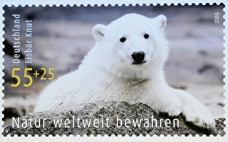 克努特是柏林动物园最后一只北极熊宝宝