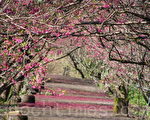 图片新闻：宜兰樱花盛开 美不胜收
